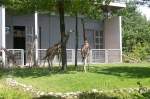 Giraffen (38 Fotos)
