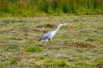 Auf der Jagd - 16.06.2011   ...