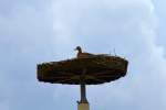 St�rche sind auch nicht ...  Gerd Wiese 05.02.2012
