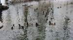 Enten schwimmen im Teich ...  Markus Huber 07.02.2012