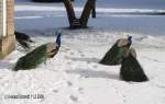 Asiatische Pfauen (Pavo) (46 Fotos)