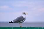 eigentliche-mowen-larus Die Erhabene - 30.08.2009