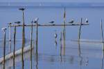 eigentliche-mowen-larus Die Argw�hnischen - 25.05.2009