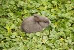 Hase am ...  Markus K. 08.02.2012