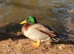 Eigentliche Enten ohne Stockente (Anas) (66 Fotos)
