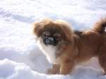 Pekingese Das ist unsere Pekinesendame Lilly. Sie ist total verschmust und anh�nglich. 

Wenn Ihr mehr �ber unsere Lilly erfahren wollt, dann besucht doch Ihre Website: www.unser-pekinese.de