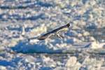 Im Gleitflug ...  Gerd Wiese 12.02.2012
