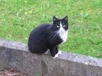 Nachbars Katze ...  Frank M�rkle 20.02.2012