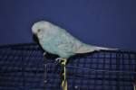Wellensittiche (Melopsittacus) (49 Fotos)