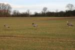 Seitdem das Landwirtschafts und ...  Andr� Breutel 22.02.2012