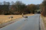 Nandus �berqueren die kleine ...  Andr� Breutel 22.02.2012