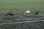 Diese jungen Nandus sind ...  Andr� Breutel 22.02.2012