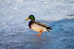 Im Watschelgang zum n�chsten ...  Gerd Wiese 24.02.2012