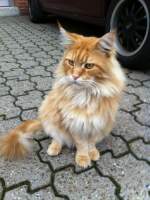 Norwegische Waldkatze Norwegischer Waldkater in Duisburg-Trompet.Er hei�t LEO und ist 9kg schwer.Gerade macht er einen Spaziergang auf dem Hof :)