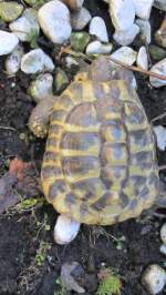 Eine Schildkr�te im Garten ...  Markus  02.03.2012
