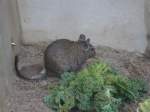 im zoo ...  Sebastian S�ss 04.03.2012