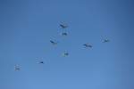 Rudel Schw�ne im �berflug ...  Markus K. 07.03.2012