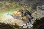 Schildkr�ten im ...  Pat_42 11.03.2012
