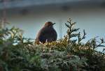 Amsel auf ...  Rolf Reinhardt 14.03.2012
