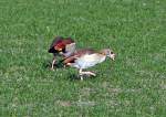 Nilg�nse auf einer Wiese bei Erftstadt - 06.02.2012  ...