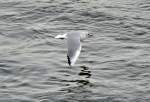 M�we im Tiefflug �ber dem Rhein bei Remagen - 17.01.2012 ...
