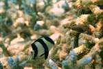 Ein Dreibinden-Preu�enfischen ...  Gilbert Angermann 08.11.2009