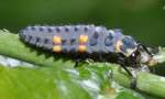 Larve des Siebenpunkt-Marienk�fers (Coccinella ...  Fred Biberpelz 14.03.2012