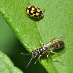 Zwei J�ger mit gro�en ...  Fred Biberpelz 14.03.2012