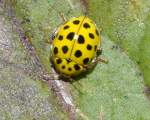 Ein 22-Punkt-Marienk�fer (Psyllobora virgintiduopunctata), ...  Fred Biberpelz 14.03.2012