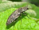 Mausgrauer Schnellk�fer (Adelocera murina ...  Fred Biberpelz 14.03.2012
