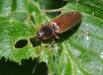 Gelbbrauner Schnellk�fer (Agriotes sputator) ...  Fred Biberpelz 14.03.2012