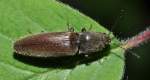 Rotbauchiger Laubschnellk�fer (Athous haemorrhoidalis) ...  Fred Biberpelz 14.03.2012