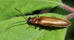 Zahnhalsiger Schnellk�fer (Denticollis linearis) ...  Fred Biberpelz 14.03.2012
