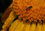 Schnellk�fer (deutscher Name unbekannt; ...  Fred Biberpelz 14.03.2012