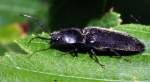 Schnellk�fer (deutscher Name unbekannt; ...  Fred Biberpelz 14.03.2012