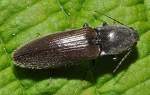 Rotf��iger Schnellk�fer (Melanotus rufipes) ...  Fred Biberpelz 14.03.2012