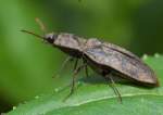 Seidenhaariger Schnellk�fer (Prosternon tessellatum) ...  Fred Biberpelz 14.03.2012