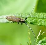 Distelbock (Agapanthia villosoviridescens) besuchte ...  Fred Biberpelz 15.03.2012