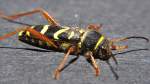 Gemeiner Widderbock (Clytus arietis) ...  Fred Biberpelz 15.03.2012