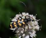 Vierbindiger Schmalbock (Leptura quadrifasciata) ...  Fred Biberpelz 15.03.2012