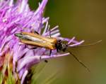 Gemeiner Scheinbockk�fer (Oedemera femorata) ...  Fred Biberpelz 15.03.2012