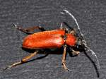 Rothalsbock (Stiptoleptura rubia) am ...  Fred Biberpelz 15.03.2012