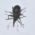 Erdbeerbl�tenstecher (Anthonomus rubi), war ...  Fred Biberpelz 15.03.2012