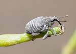 Gefleckter St�ngelr��ler (Ceutorhynchus quadridens) ...  Fred Biberpelz 15.03.2012