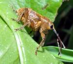 Haselnu�bohrer (Curculio nucum) an ...  Fred Biberpelz 15.03.2012