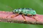 Gr�ner R�sselk�fer (Eusomus ovulum) ...  Fred Biberpelz 15.03.2012