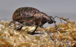 Variabler Plumpf��ler (Liophloeus tessulatus), ...  Fred Biberpelz 15.03.2012