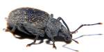 Hellgefleckter Dickmaulr��ler (Otiorhynchus gemmatus) ...  Fred Biberpelz 15.03.2012