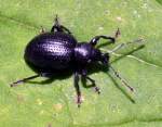 Schwarzer Fichten-Dickmaulr��ler (Otiorhynchus niger) ...  Fred Biberpelz 15.03.2012