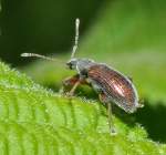 Zweifarbiger Schmalbauchr��ler (Phyllobius oblongus), ...  Fred Biberpelz 15.03.2012